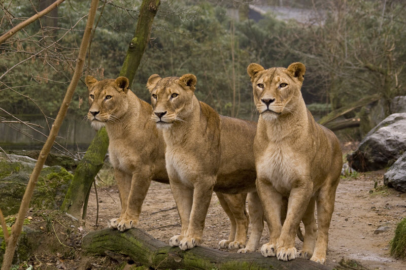 Female lions – mspeachierocks