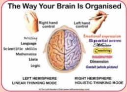 brain-organisation